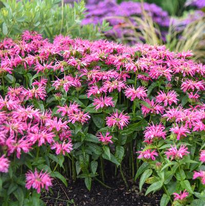 Monarda hybrid 'Leading Lady Pink'