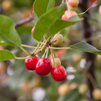 Prunus Sweet Cherry Pie™