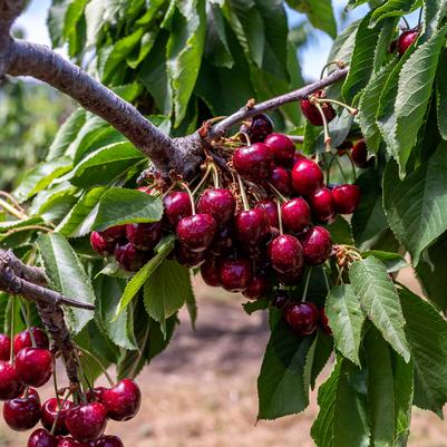 Prunus BlackPearl®