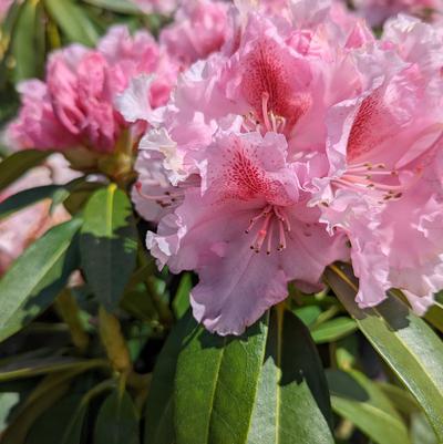 Rhododendron Holden's™ Pink Flare