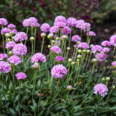 Armeria pseudarmeria Dreameria® Sweet Dreams