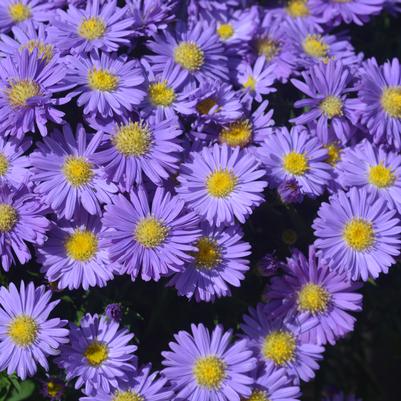 Aster Kickin® Sapphire