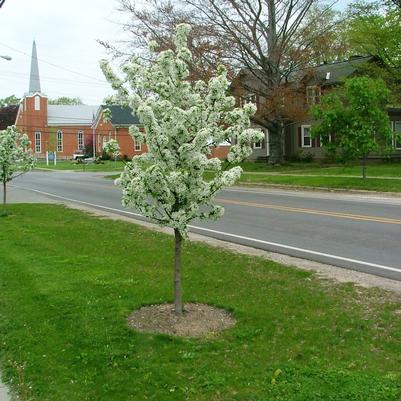 Malus sp. Sweet Sugar Tyme®