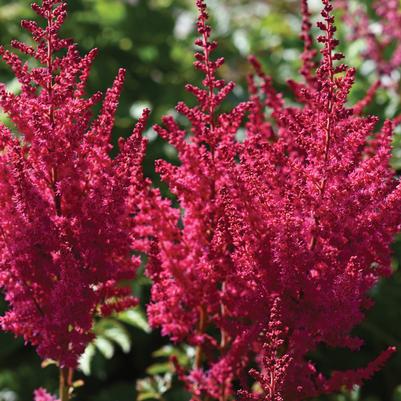 Astilbe chinensis You and Me Forever®