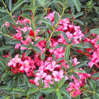 Azalea 'Weston's Parade'