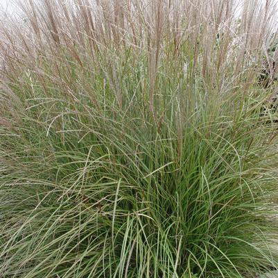 Miscanthus sinensis Adagio