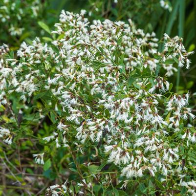 Baccharis halimifolia 