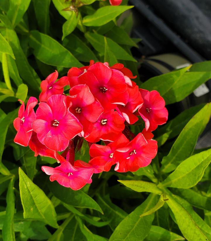 Phlox Volcano® Volcano® Ruby