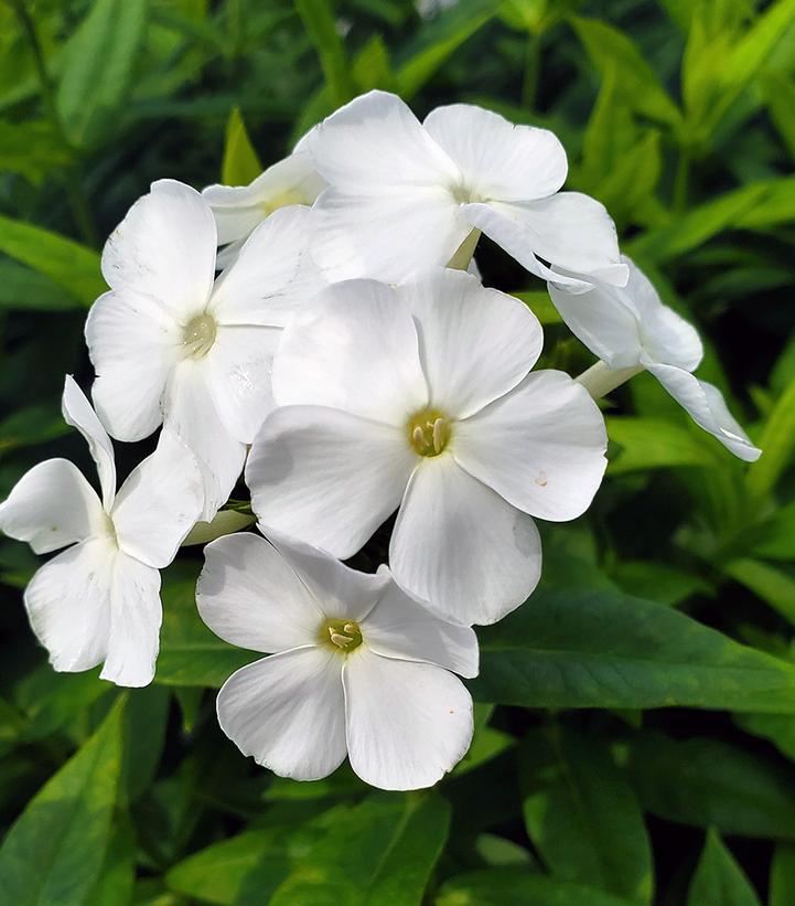 Phlox Volcano® Volcano® White