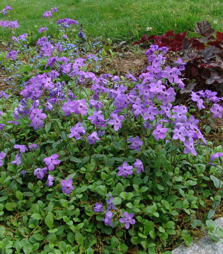 Phlox stolonifera Sherwood Purple