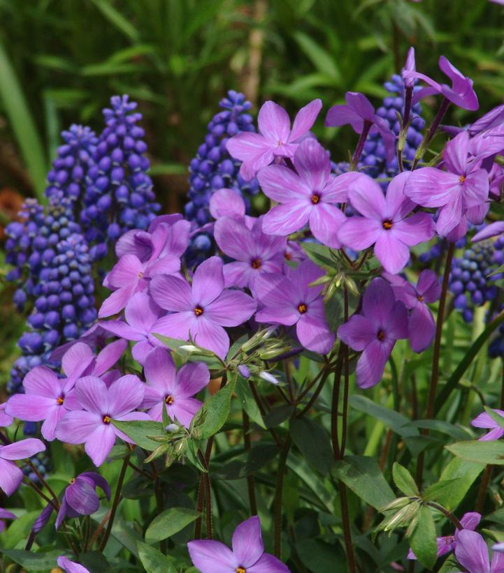 Phlox stolonifera Sherwood Purple