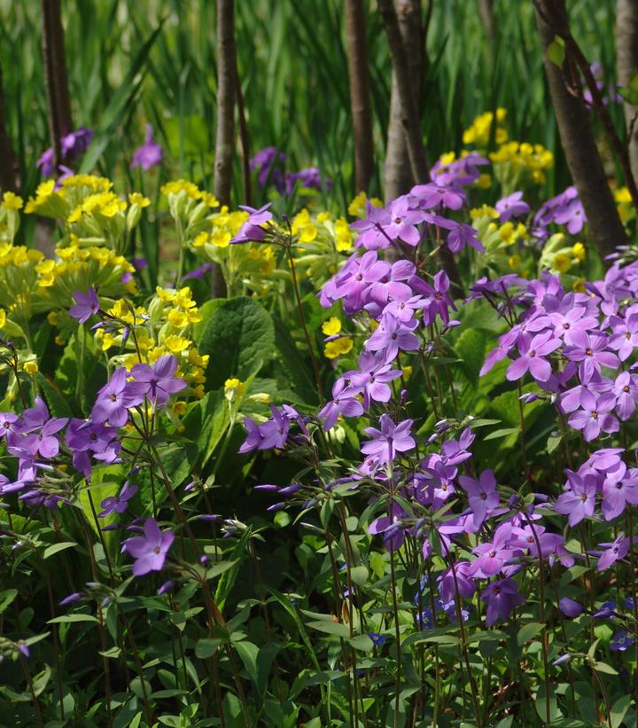 Phlox stolonifera Sherwood Purple