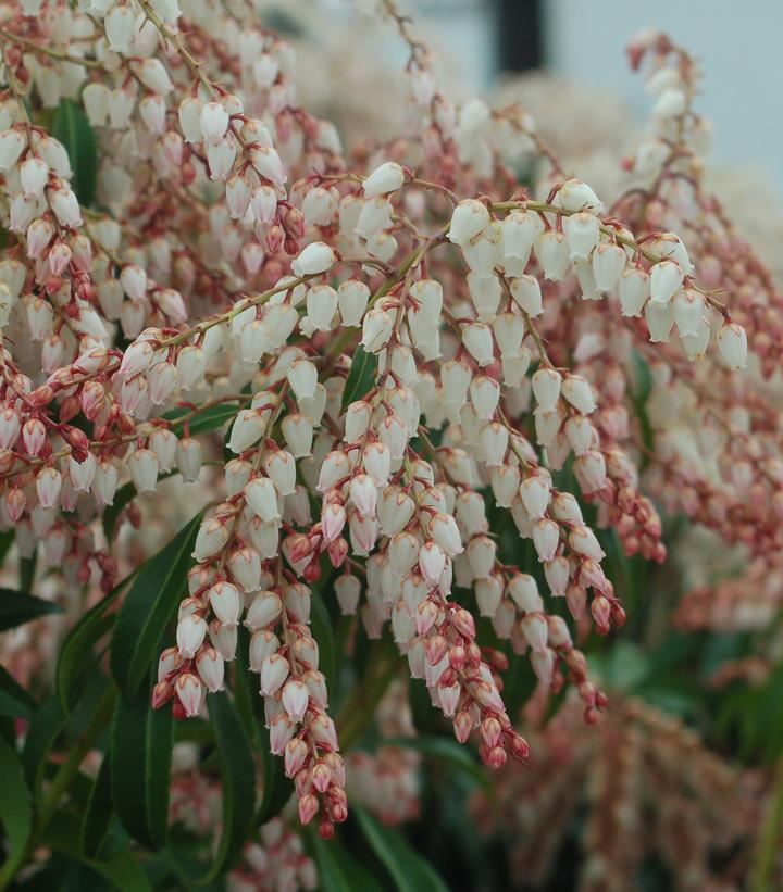 Pieris jap. 'Dorothy Wycoff'