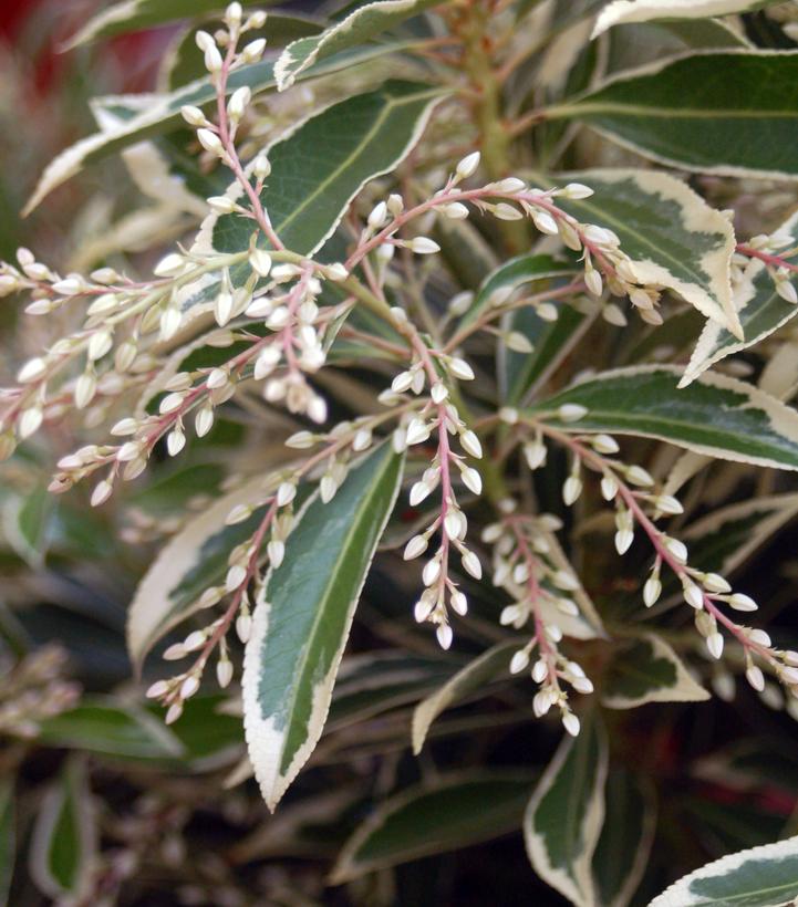 Pieris jap. Flaming Silver