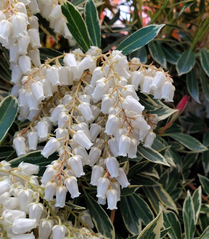 Pieris jap. Flaming Silver