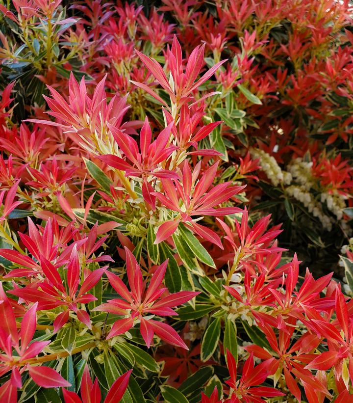 Pieris jap. Flaming Silver