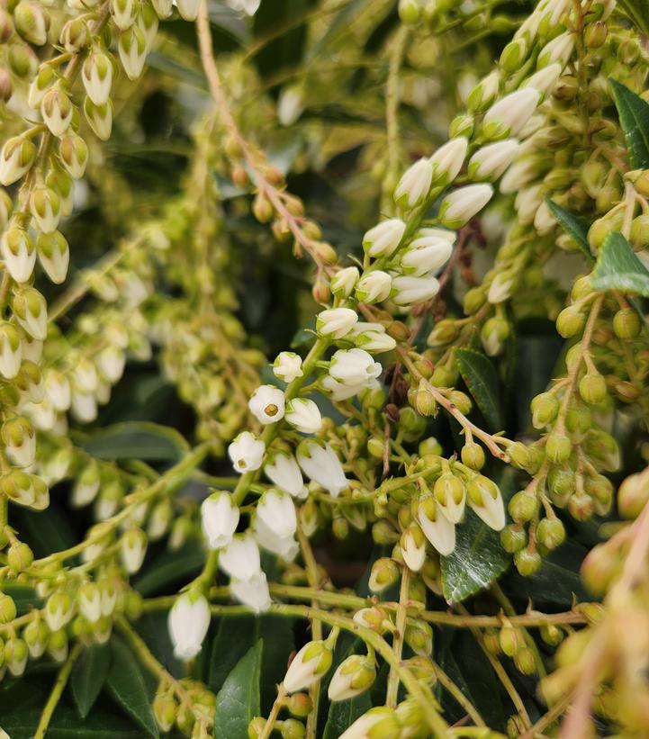 Pieris jap. 'Mountain Fire'