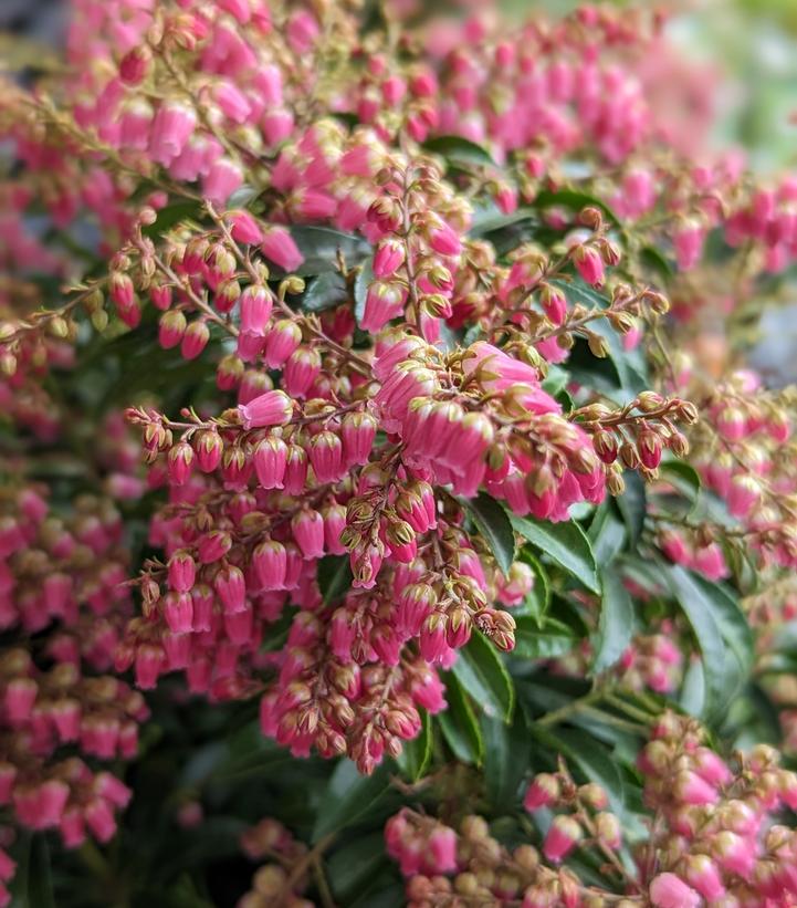 Pieris jap. Passion Party™ 'Passion'