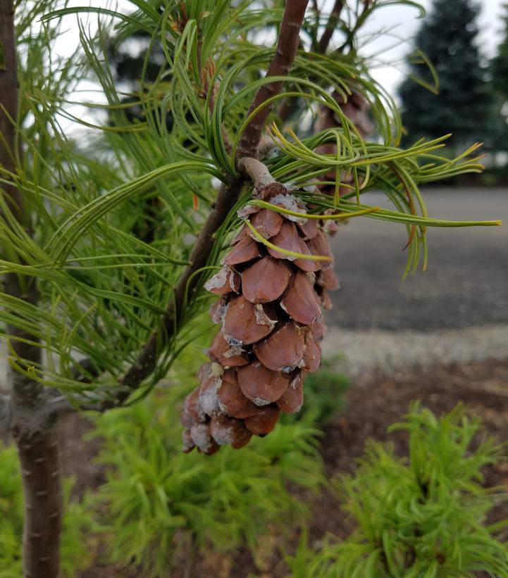 Pinus strobus Torulosa