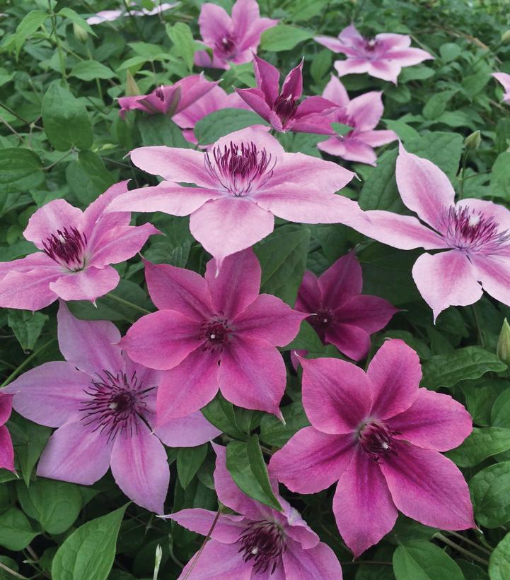 Clematis Rosalie™ 'Donahros'