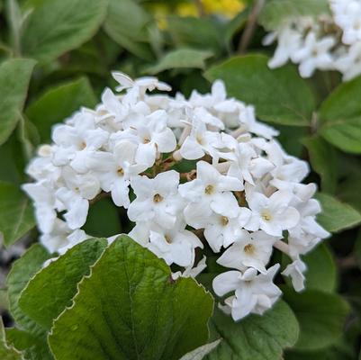 Viburnum carlesii Spice Island™