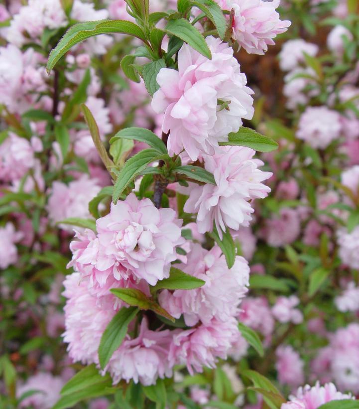 Prunus glandulosa Rosea