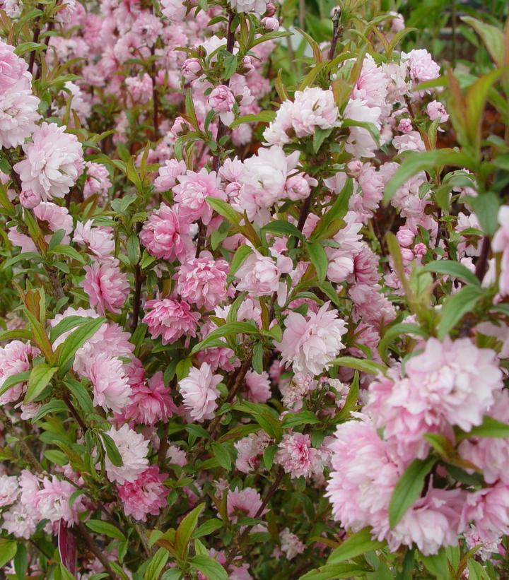 Prunus glandulosa Rosea