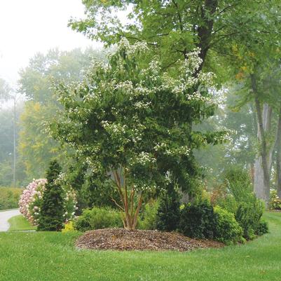 Heptacodium miconioides Temple of Bloom®