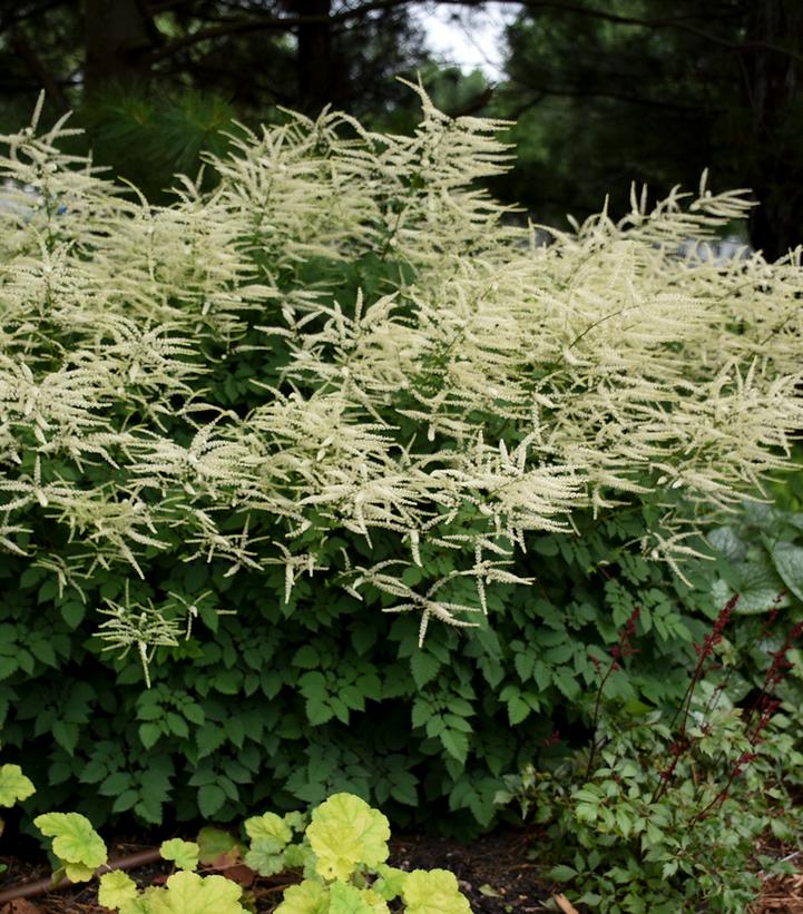 Aruncus 'Misty Lace'