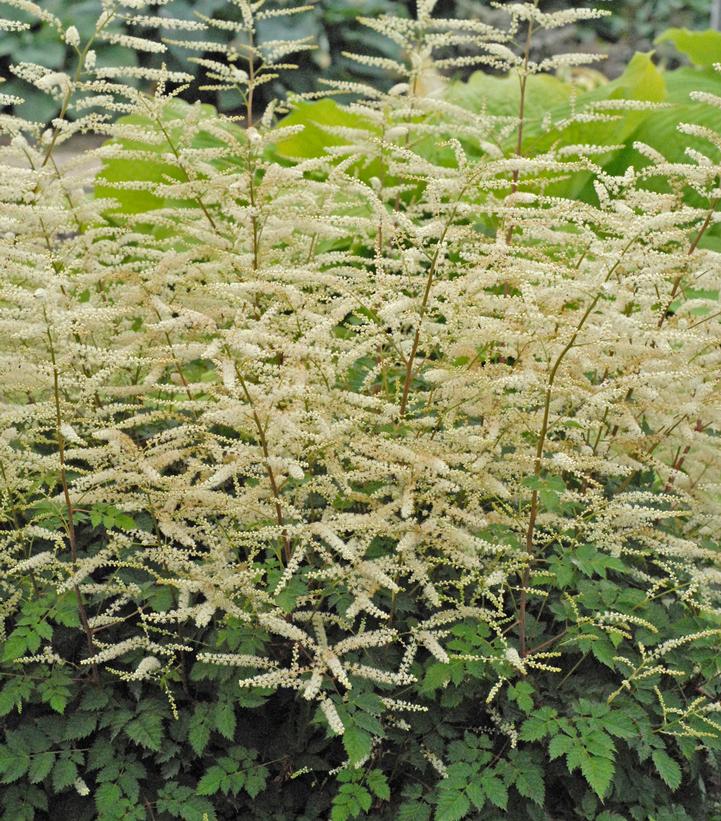 Aruncus 'Misty Lace'