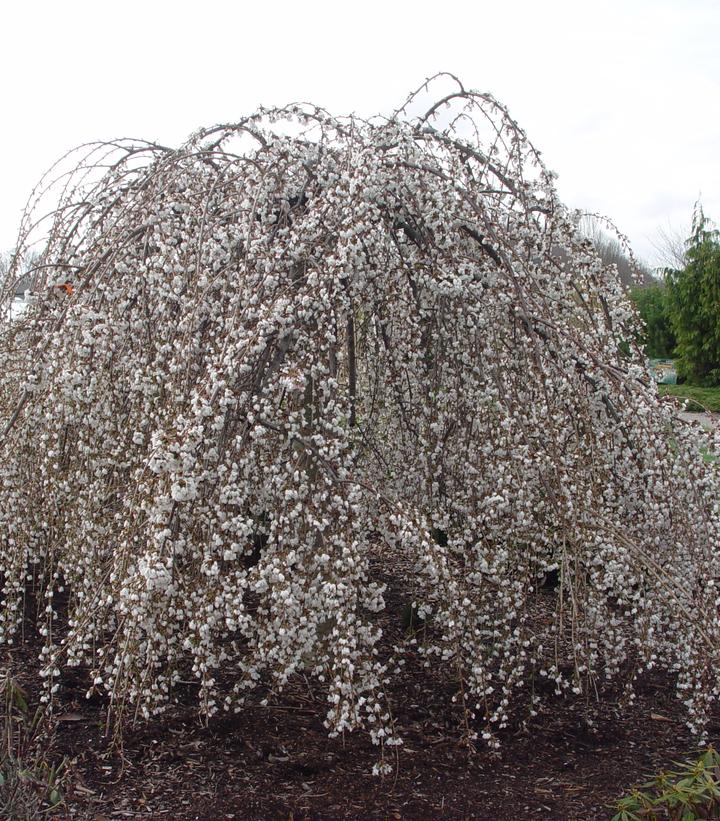 Prunus X Snow Fountains®