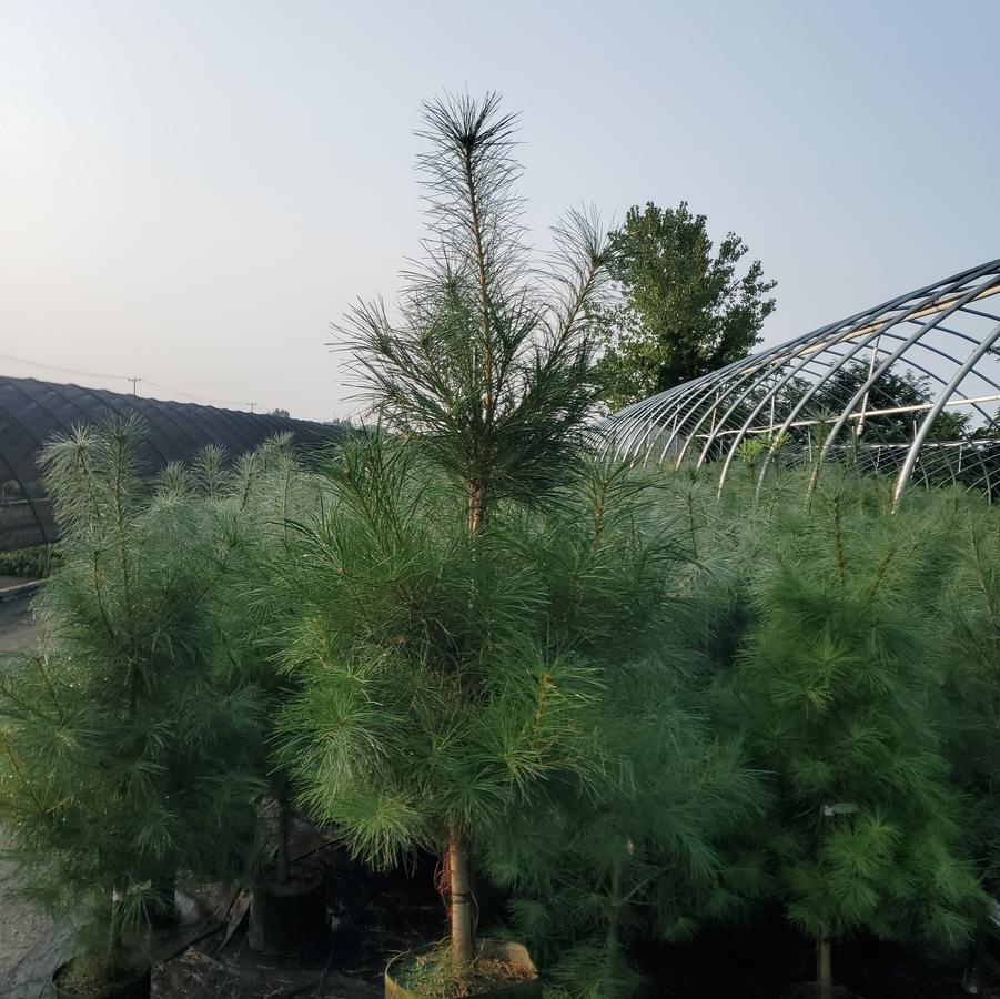 Pinus strobus 