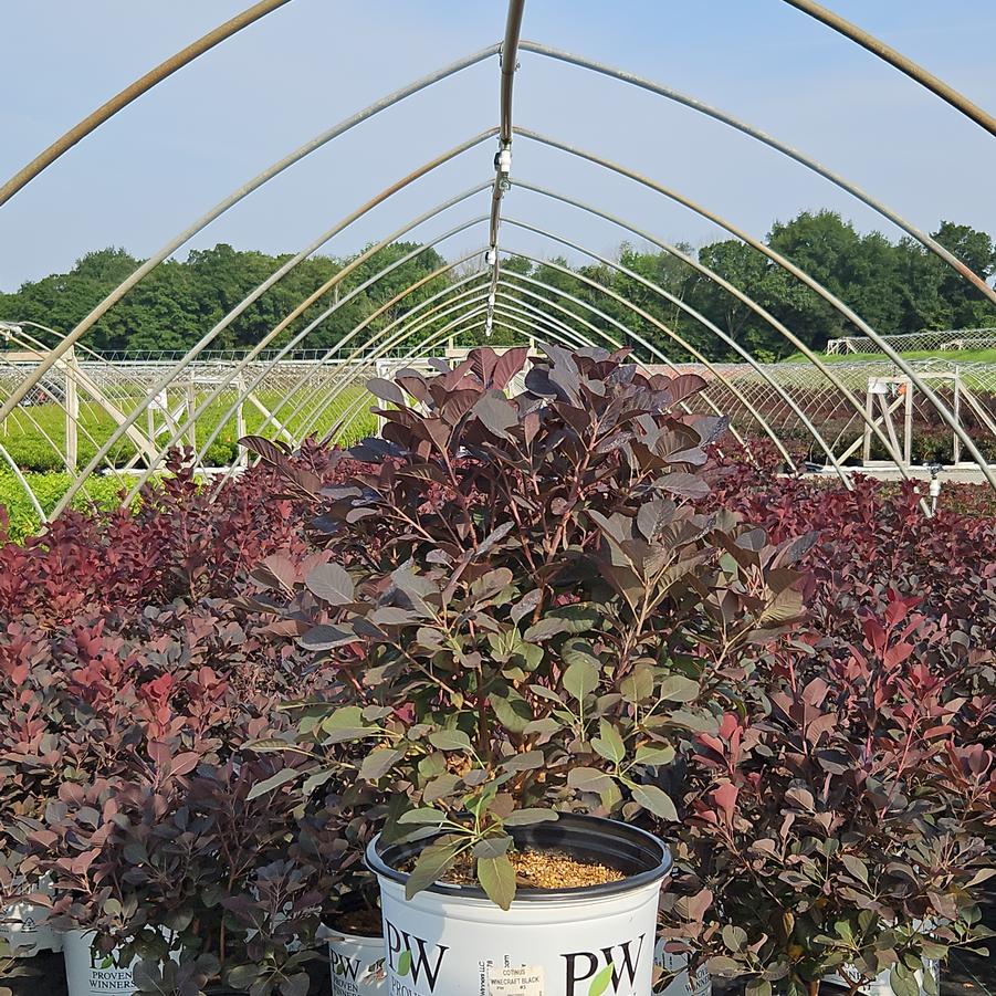 Cotinus coggygria Winecraft Black®