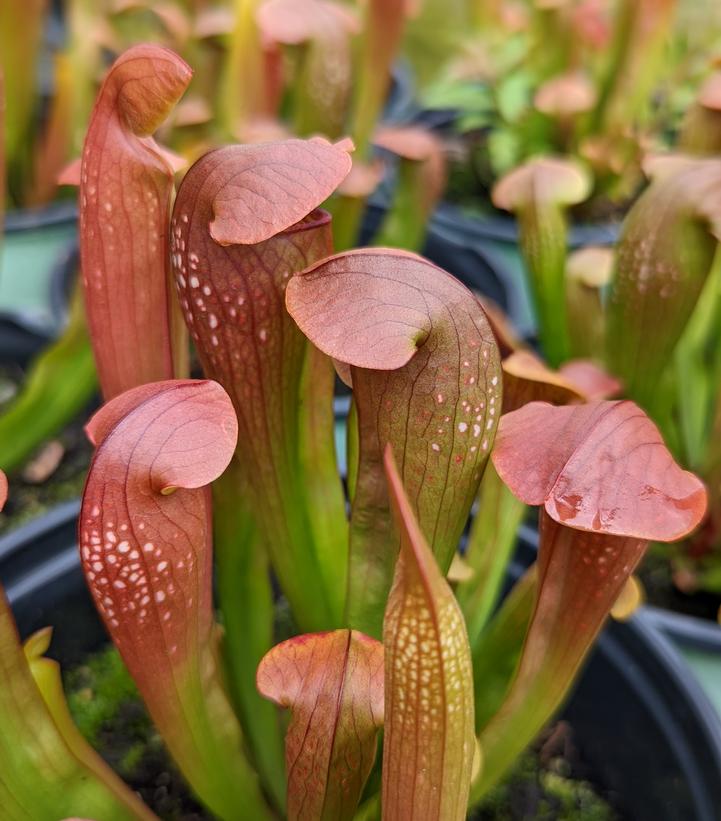 Sarracenia 'Bug Bat'