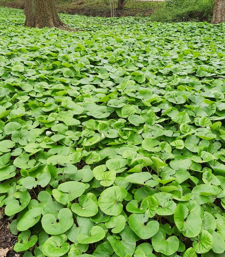 Asarum canadense 