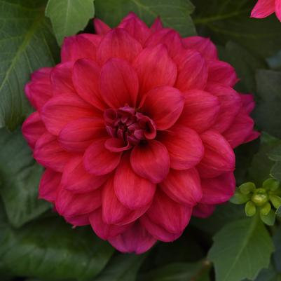 Dahlia Dalaya® Raspberry