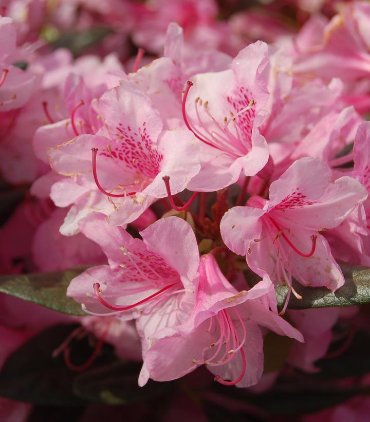 Rhododendron Aglo