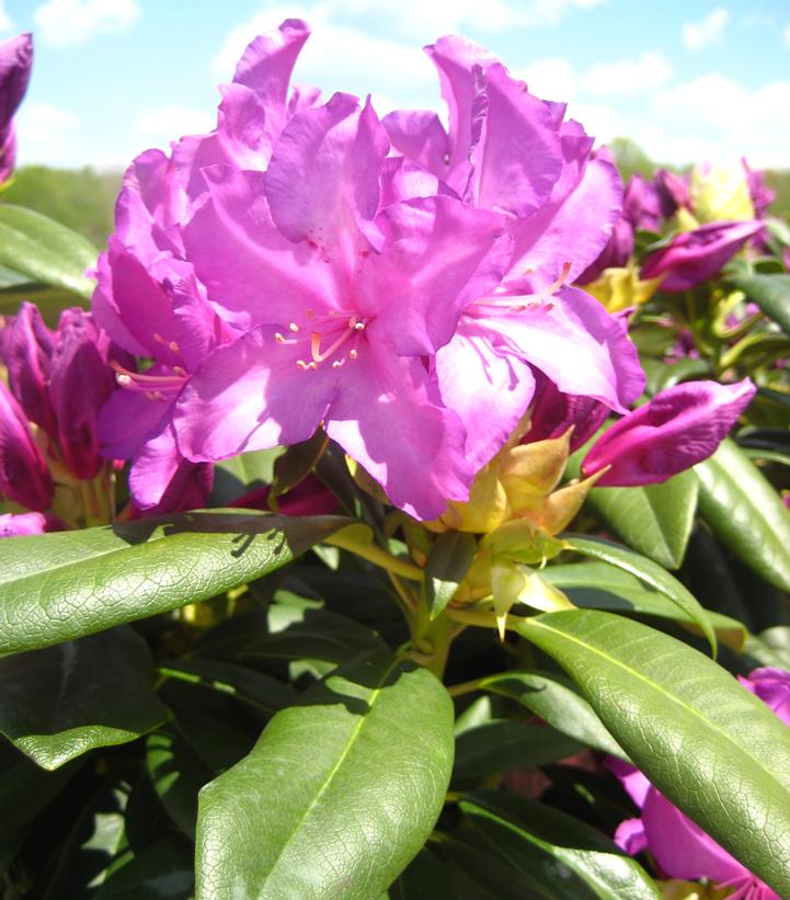 Rhododendron 'Purple Passion'