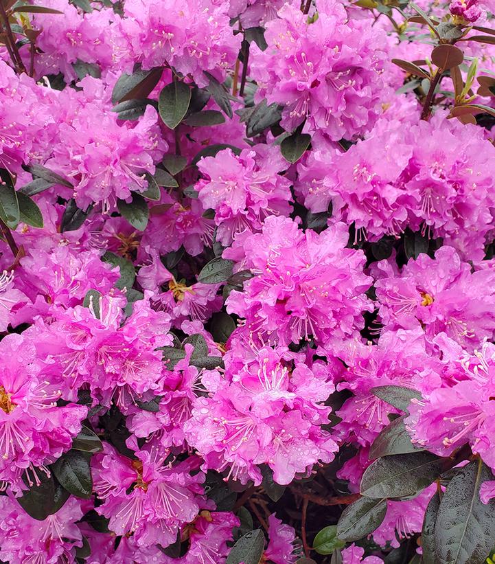 Rhododendron X PJM Elite