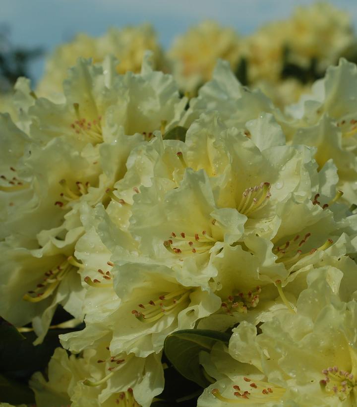 Rhododendron Capistrano