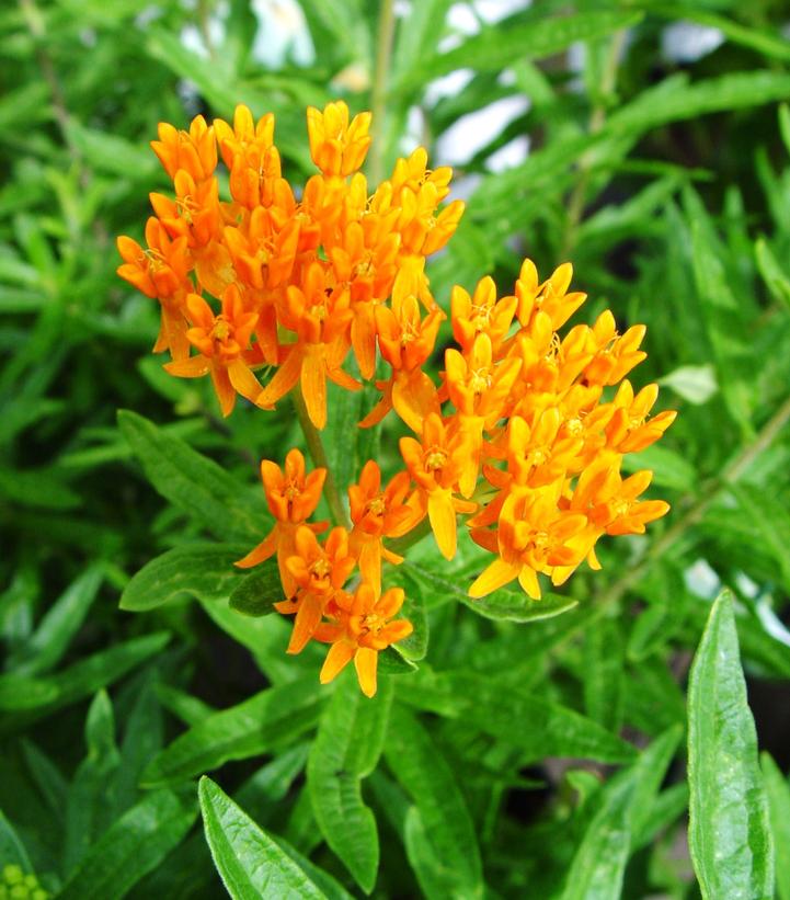 Asclepias tuberosa 