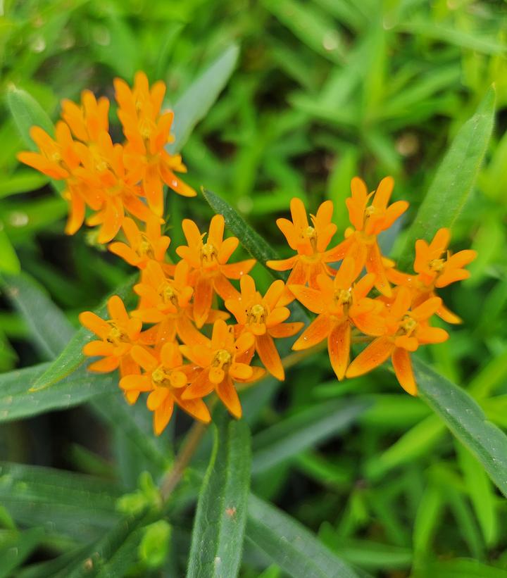 Asclepias tuberosa 