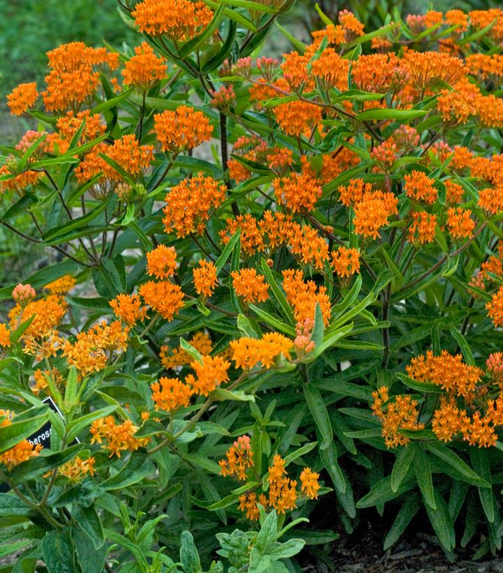 Asclepias tuberosa 