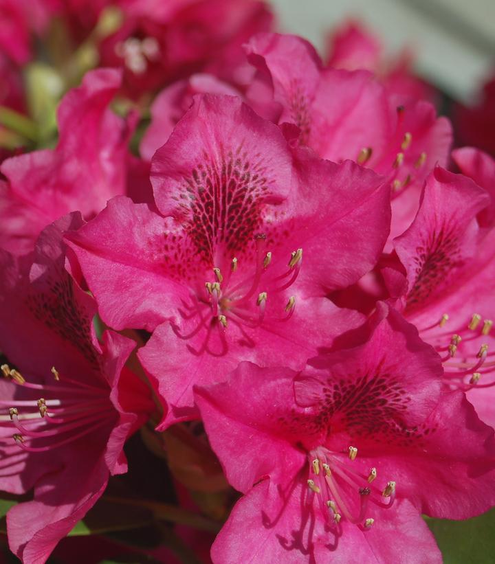 Rhododendron cat. Nova Zembla