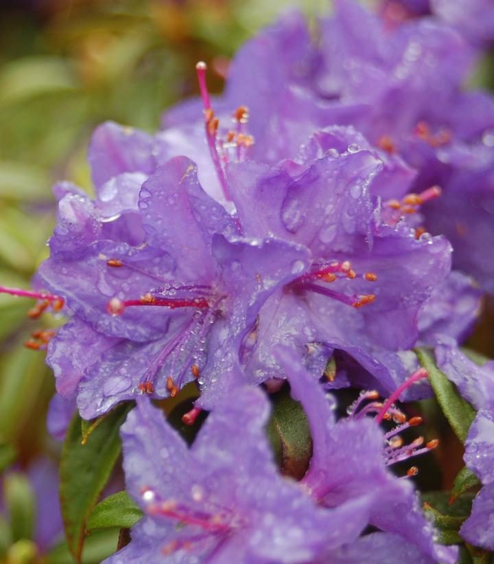 Rhododendron X Blue Baron