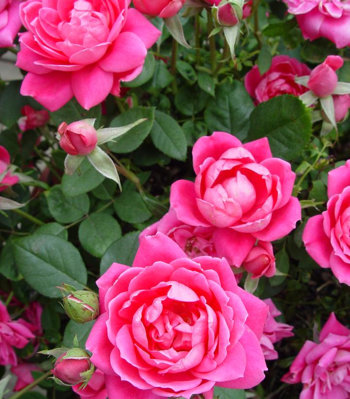 Rosa Knock Out® Double Pink Knock Out®