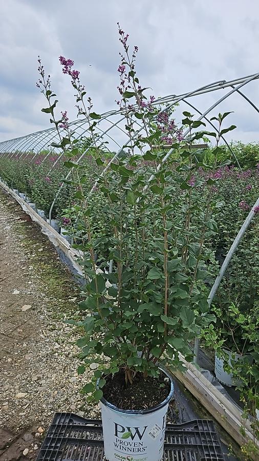 Syringa x Bloomerang® Dark Purple