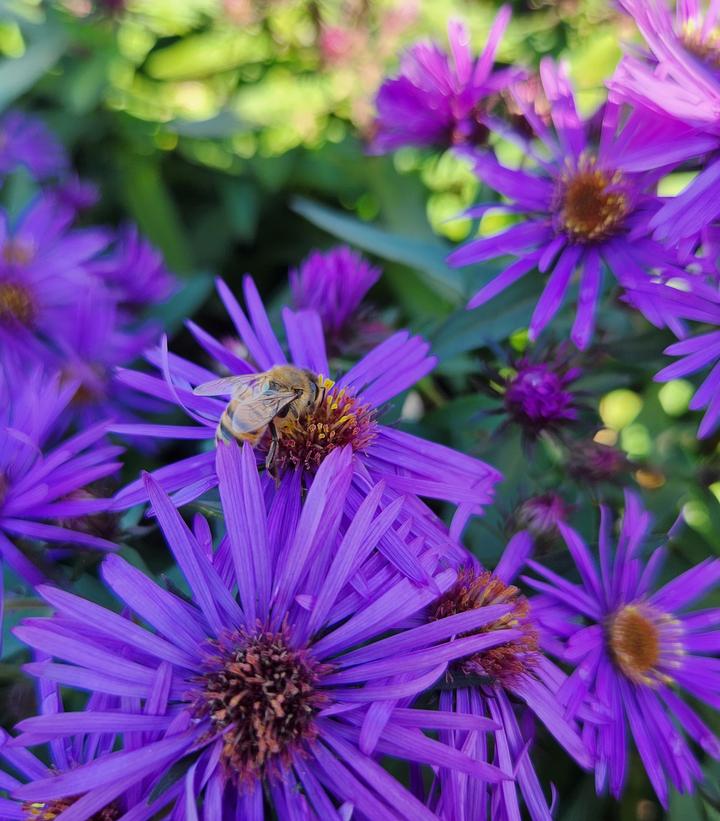 Aster novae-angliae 'Purple Dome'