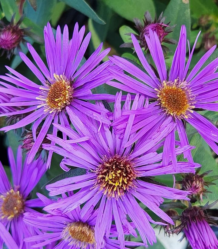 Aster novae-angliae 'Purple Dome'