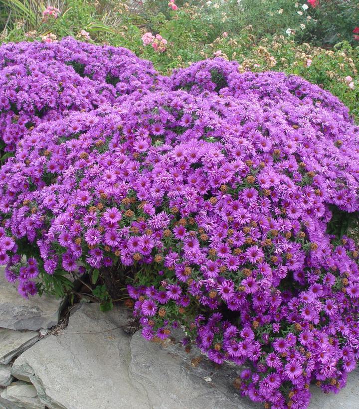 Aster novae-angliae 'Purple Dome'